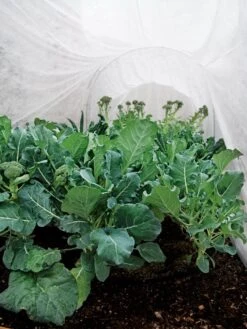 Summerweight Garden Fabric 10 Summerweight Garden Fabric -Outdoor Garden Care 32644 7936 tif