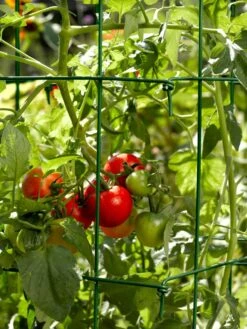 Tomato Cages, Set Of 4 -Outdoor Garden Care 34182 588 tif