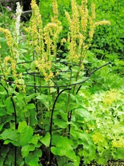 Essex Plant Supports 13 Essex Plant Supports -Outdoor Garden Care 37423 200 tif