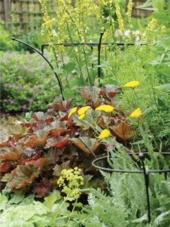 Essex Plant Supports 11 Essex Plant Supports -Outdoor Garden Care 37423 280 tif