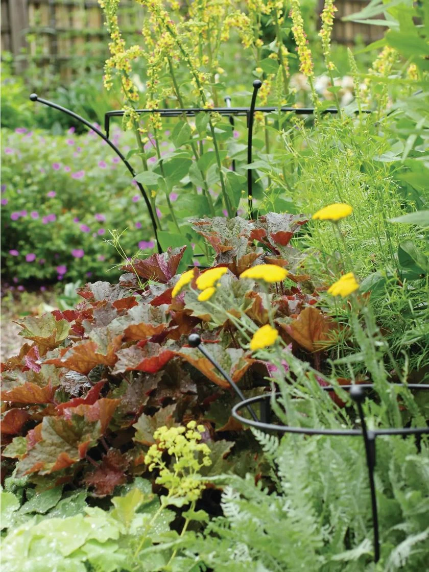 Essex Plant Supports 5 Essex Plant Supports - Image 3