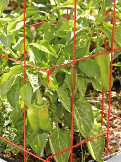 Pepper And Eggplant Cages, Set Of 3 -Outdoor Garden Care 37464 567 tif