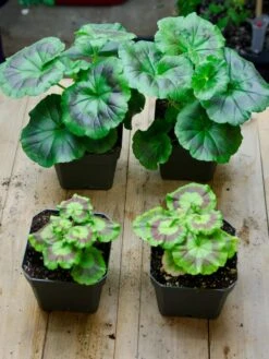 Organic Seed Starting Mix, 6 Quarts 9 Organic Seed Starting Mix, 6 Quarts -Outdoor Garden Care 37808 002E tif