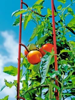 Tomato Ladders, Set Of 3 -Outdoor Garden Care 38185 003E tif