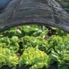 Shade Nets 2 Shade Nets -Outdoor Garden Care 38556 0191 tif