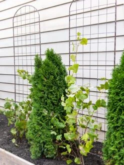 Jardin Flower Trellis -Outdoor Garden Care 38689 6002 tif