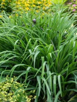 Jardin Bird Cage Support, 26" 9 Jardin Bird Cage Support, 26" -Outdoor Garden Care 39 521 0073 tif