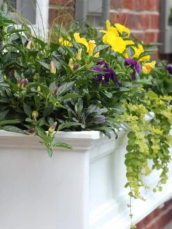 Fairfield Self-Watering Window Box, 4’ 14 Fairfield Self-Watering Window Box, 4’ -Outdoor Garden Care 39345 102V tif