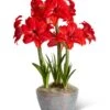 Double Delicious Potted Amaryllis Trio -Outdoor Garden Care 3 4 crop 8612757 2385 double delicious potted amaryllis trio