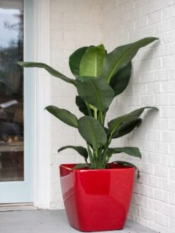 Viva Square Self-Watering Rolling Planter, 20" Diameter, Set Of 2 -Outdoor Garden Care 3 4 crop 8612930 0032 tif