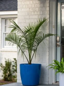 Viva Round Self-Watering Rolling Planter, 20" Diameter, Set Of 2 -Outdoor Garden Care 3 4 crop 8612933 0024 tif