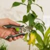 Houseplant Pruner -Outdoor Garden Care 3 4 crop 8612961 0040 houseplant pruner
