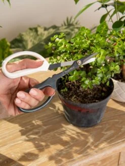 Japanese Pruning Scisssors -Outdoor Garden Care 3 4 crop 8612968 0092
