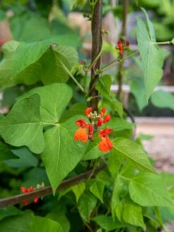 Jardin Tower -Outdoor Garden Care 3 4 crop 8612997 0059