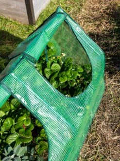 Multi Cloche -Outdoor Garden Care 3 4 crop 8613213 0240