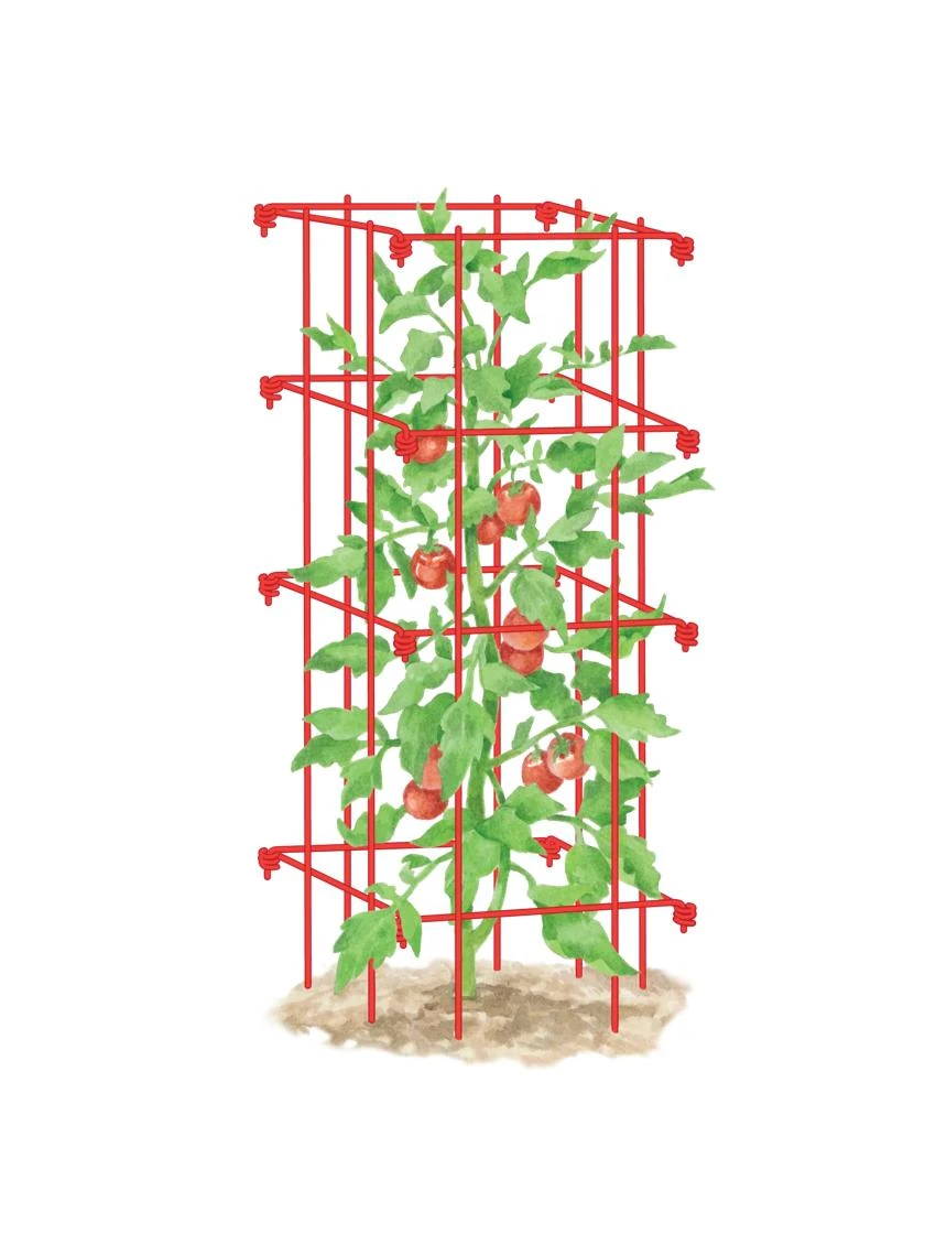 Tomato Cage, Single 3 Tomato Cage, Single