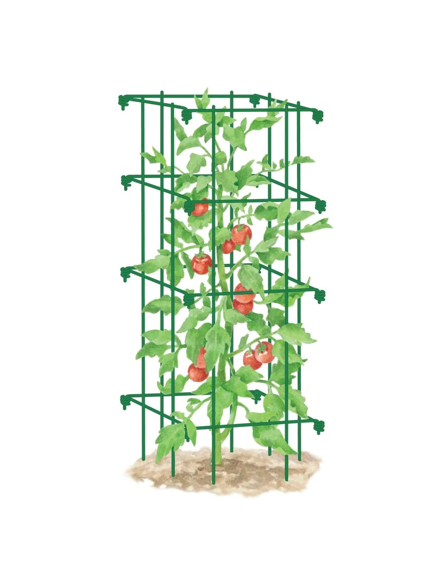Tomato Cage, Single 6 Tomato Cage, Single - Image 4