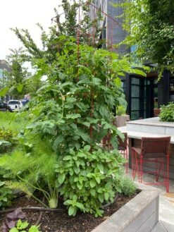 Tomato Towers, Set Of 2 -Outdoor Garden Care 8587041 01IN tif