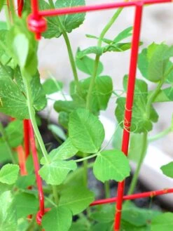 Tall Expandable Pea Trellis -Outdoor Garden Care 8587061 101 tif