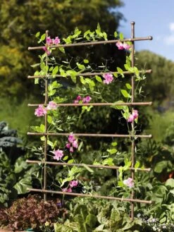Jardin Ladder Trellis -Outdoor Garden Care 8587107 083 tif