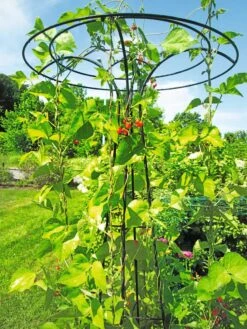 Essex Tuteur, 78" 12 Essex Tuteur, 78" -Outdoor Garden Care 8587861 100 tif