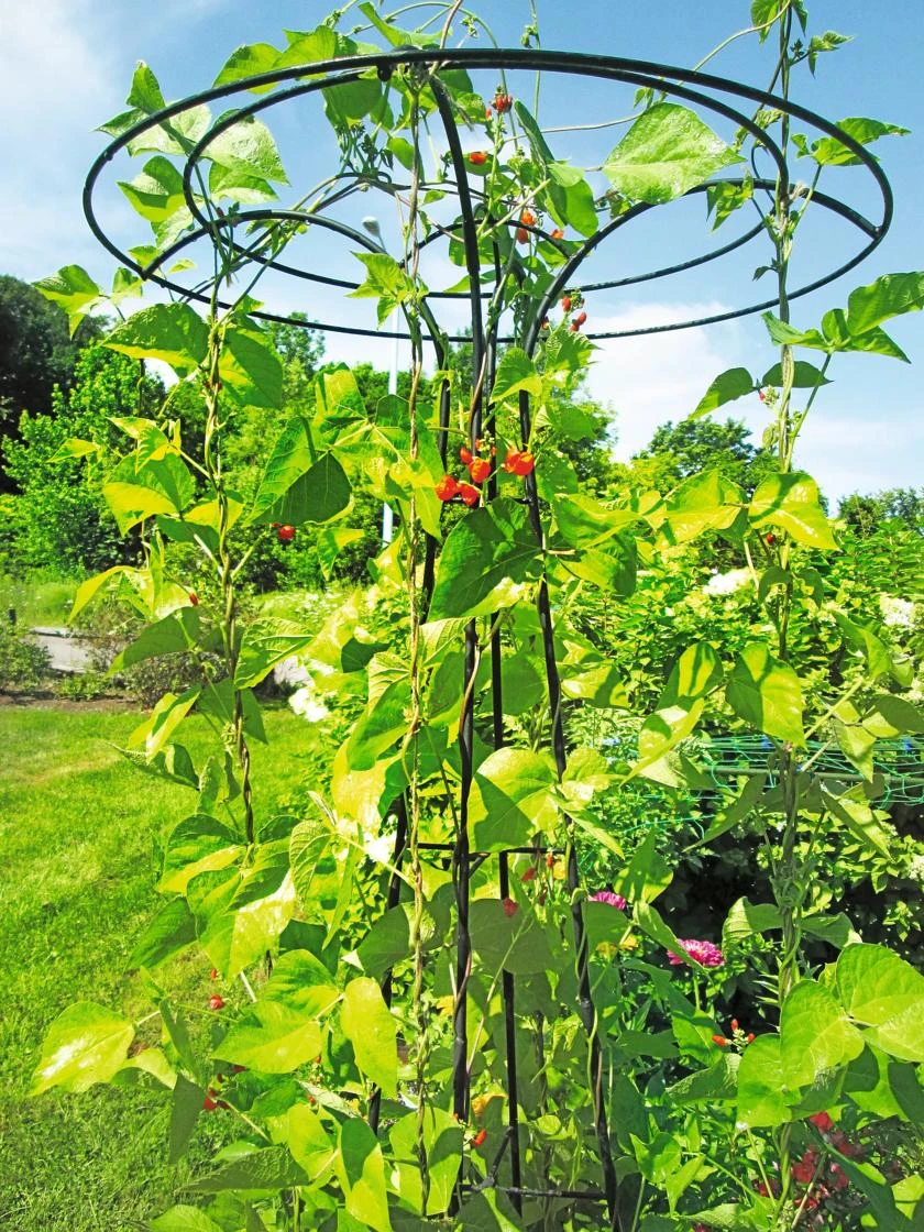 Essex Tuteur, 78" 7 Essex Tuteur, 78" - Image 5