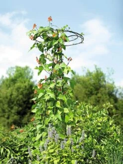 Essex Tuteur, 78" 11 Essex Tuteur, 78" -Outdoor Garden Care 8587861 4160 tif