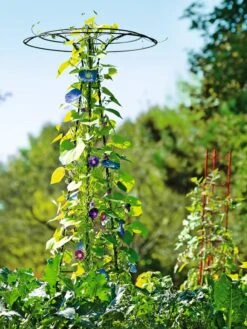 Essex Tuteur, 78" 13 Essex Tuteur, 78" -Outdoor Garden Care 8587861 5028 tif