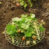 Strawberry Supports, Set Of 6 2 Strawberry Supports, Set Of 6 -Outdoor Garden Care 8587970 1039 tif