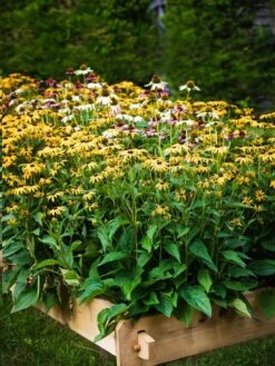 Farmstead Cedar Raised Garden Beds, 2' -Outdoor Garden Care 8588144 014V tif