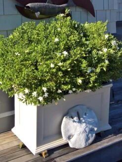 Fairfield Self-Watering Patio Planters, 20” X 36” 11 Fairfield Self-Watering Patio Planters, 20” X 36” -Outdoor Garden Care 8588417 208V tif