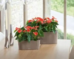 Lechuza® Delta Self-Watering Windowsill Planters -Outdoor Garden Care 8590298 04V tif