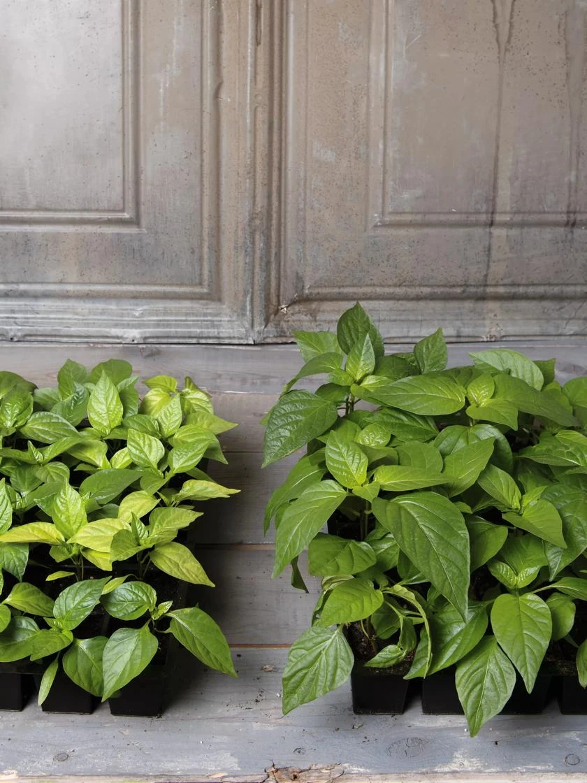 Organic Seed Starting Mix, 6 Quarts 6 Organic Seed Starting Mix, 6 Quarts - Image 4