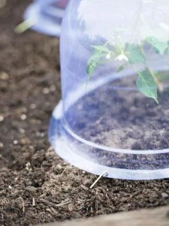 Medium Garden Cloches, Set Of 6 -Outdoor Garden Care 8593985 9441 tif