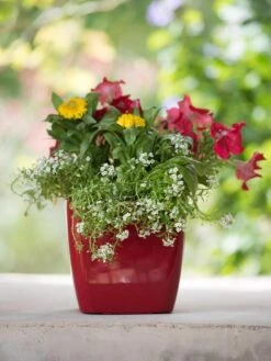 Viva Square Self-Watering Planter, 7" Diameter -Outdoor Garden Care 8595223 1111 tif