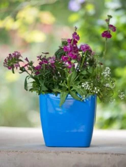 Viva Square Self-Watering Planter, 7" Diameter -Outdoor Garden Care 8595223 1113 tif