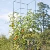 Mammoth Tomato Towers, Set Of 2 -Outdoor Garden Care 8595740 4437 tif