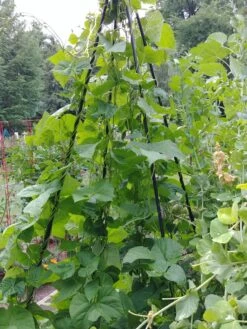 Titan Teepee Trellis -Outdoor Garden Care 8595757 01EMP tif