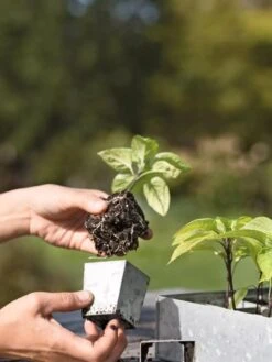 Galvanized Seed Starting Tray -Outdoor Garden Care 8595893 4378 tif