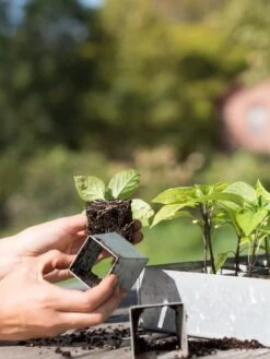 Galvanized Seed Starting Tray -Outdoor Garden Care 8595893 4382 tif
