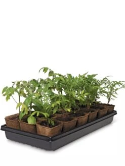 3-1/2” Square Biodegradable Pots & Tray Set 7 3-1/2” Square Biodegradable Pots & Tray Set -Outdoor Garden Care 8595968 3916 tif
