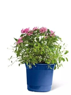 Eezy Gro Self-Watering Planters 15 Eezy Gro Self-Watering Planters -Outdoor Garden Care 8596425 103 tif