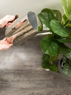 Stainless Steel Watering Can -Outdoor Garden Care 8599057 14322 tif