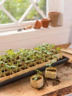 Paper Pots, 50 Cell 11 Paper Pots, 50 Cell -Outdoor Garden Care 8599830 0502 paper pots 50 cell tif