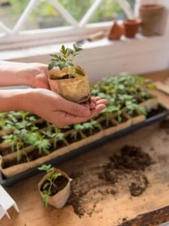 Paper Pots, 50 Cell 13 Paper Pots, 50 Cell -Outdoor Garden Care 8599830 0507 tif