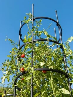 Titan Tall Tomato Cages, Set Of 3 -Outdoor Garden Care 8599860 0066 tif