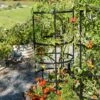 Titan Tomato Cages, Set Of 3 1 Titan Tomato Cages, Set Of 3 -Outdoor Garden Care 8599861 0049 tif