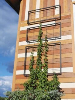 Exeter Wall Trellis -Outdoor Garden Care 8600049 7121 tif