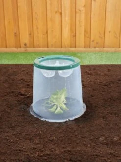 Sunny Forcing Cloches, Set Of 3 -Outdoor Garden Care 8600075 02V tif