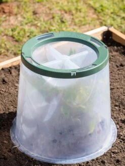 Sunny Forcing Cloches, Set Of 3 -Outdoor Garden Care 8600075 0734 tif